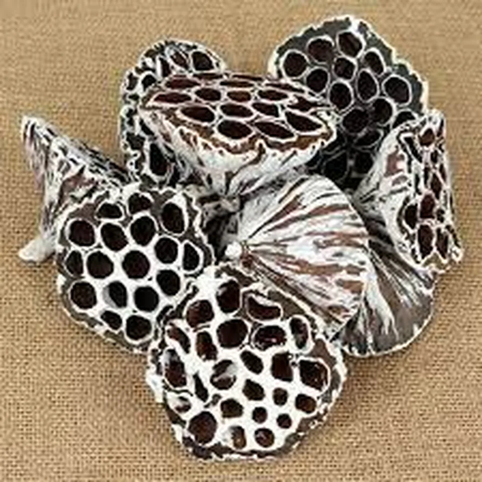 Lotus L 8-10 cm frosted white