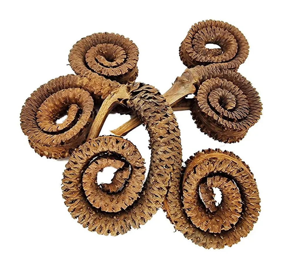 Rams horn