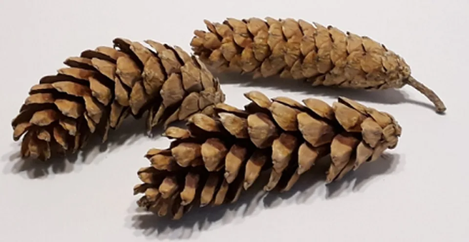 Strobus Pine 10-15 cm