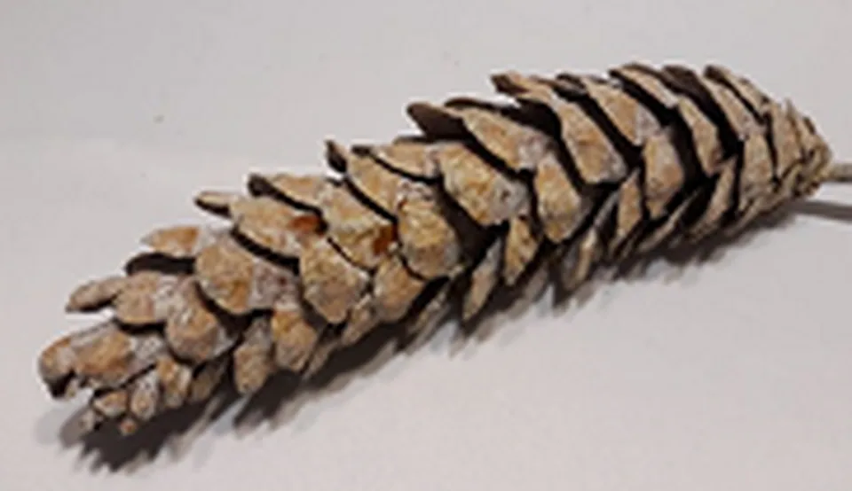 Strobus Pine 10-15 cm wybielana